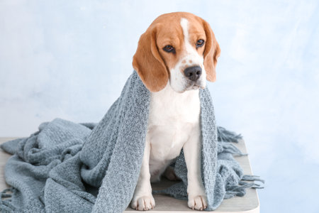 Cute funny with plaid on light backgroundの写真素材