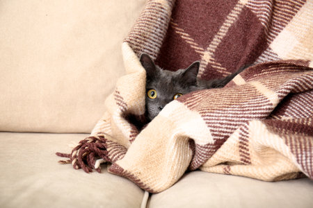 Cute funny cat with warm plaid on couch at home