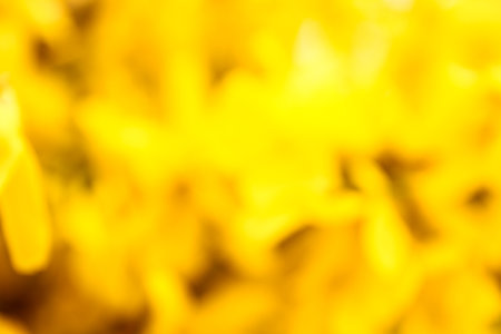 Blurred natural backgroundの写真素材