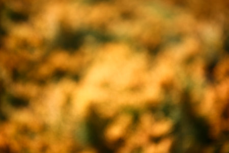Blurred natural background