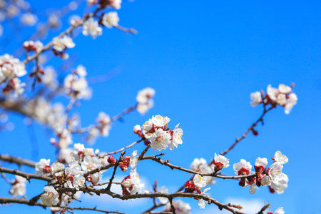 Beautiful blossoming tree branches on sky background