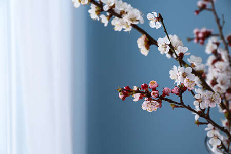 Beautiful blossoming branches on blurred backgroundの写真素材