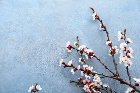 Beautiful blossoming branches on color background