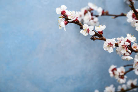 Beautiful blossoming branches on color background