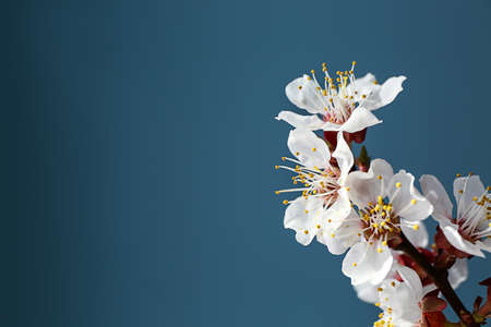Beautiful blossoming branch on color background, closeup