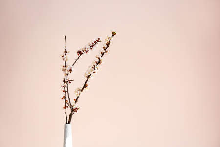 Vase with beautiful blossoming branches on light backgroundの写真素材