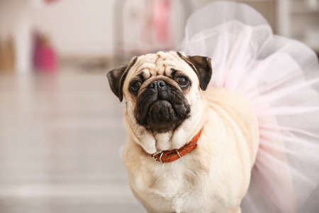 Cute pug dog in skirt at homeの写真素材