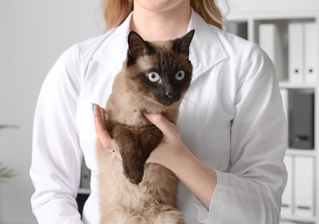 Veterinarian with cute cat in clinicの写真素材