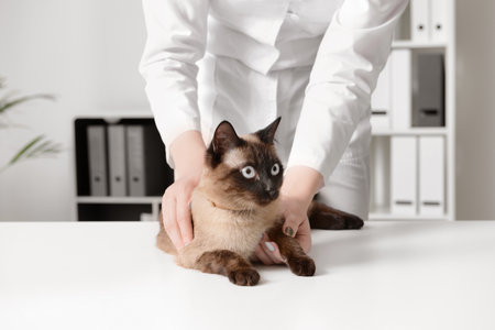 Veterinarian examining cute cat in clinicの写真素材