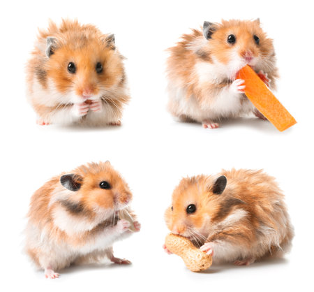 Set of funny hamster on white backgroundの写真素材