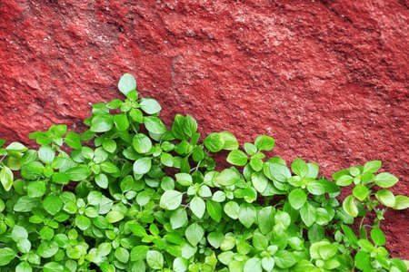 Growing green plant near red rockの写真素材