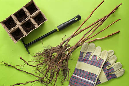 Tree seedlings with gloves, rake and soil on color background