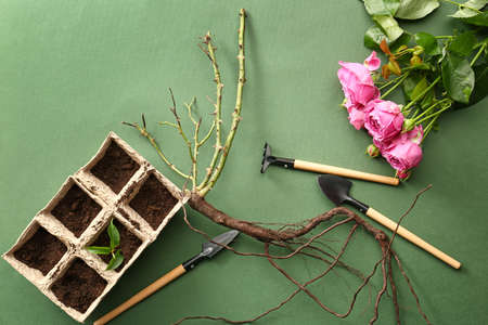 Rose seedling with tools, soil and flowers on color background