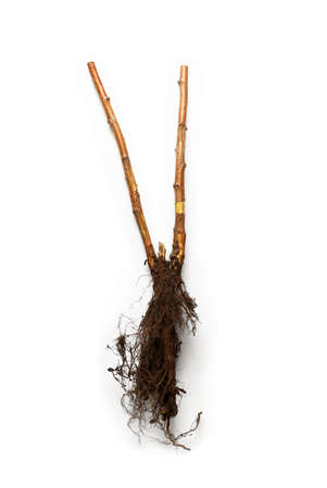 Seedling on white background
