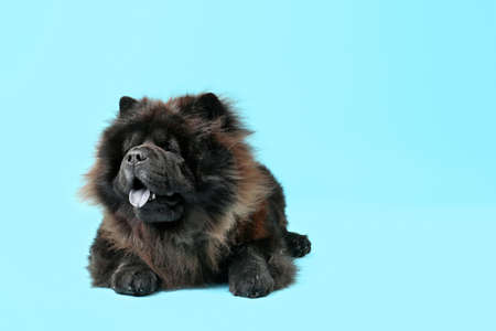 Cute Chow-Chow dog on color backgroundの写真素材