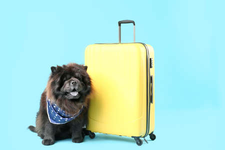 Cute Chow-Chow dog with suitcase on color background