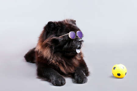 Cute Chow-Chow dog wearing sunglasses and with ball on gray backgroundの写真素材