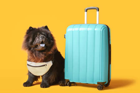 Cute Chow-Chow dog with suitcase on color backgroundの写真素材