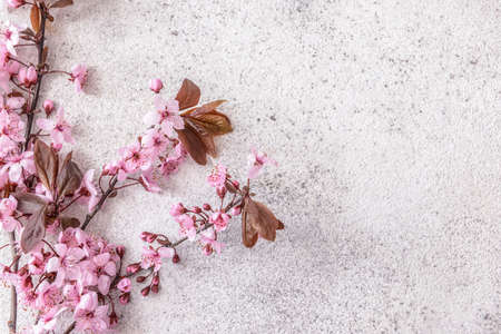 Beautiful blossoming branches on light backgroundの写真素材