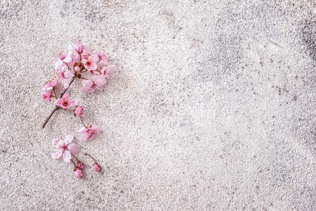 Beautiful blossoming branch on light backgroundの写真素材