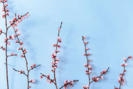 Beautiful blossoming branches on color backgroundの写真素材