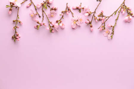 Beautiful blossoming branches on color background