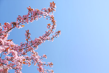 Beautiful blossoming tree branches on sky background