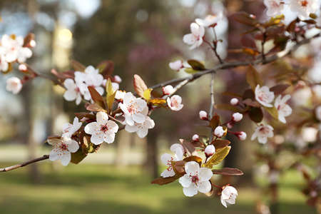 Beautiful blossoming tree branches outdoorsの写真素材