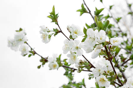 Beautiful blossoming tree branches outdoors