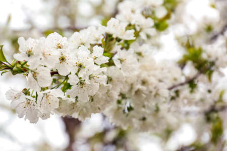 Beautiful blossoming tree branch outdoorsの写真素材