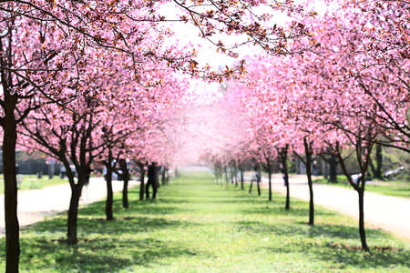 Beautiful blossoming trees in city park on spring day