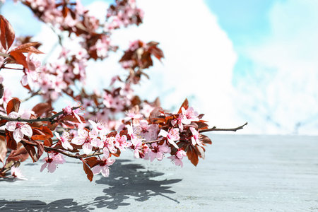 Beautiful blossoming branches and wooden table outdoorsの写真素材