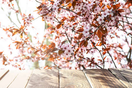 Beautiful blossoming branches and wooden table outdoorsの写真素材