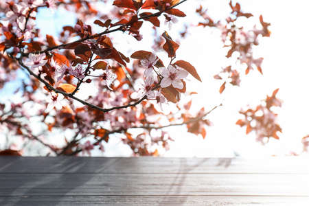 Beautiful blossoming branches and wooden table outdoorsの写真素材