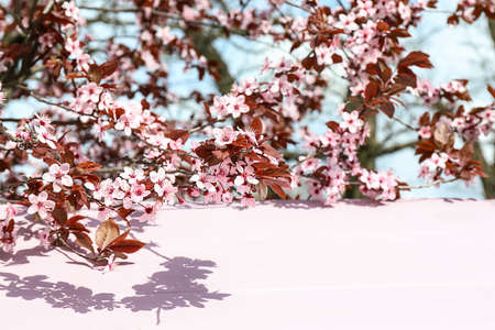 Beautiful blossoming branches and wooden table outdoorsの写真素材