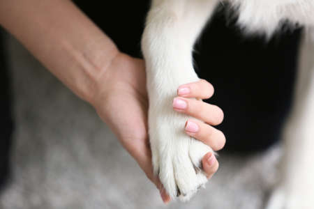 Paw of Husky dog and hand of owner, closeup