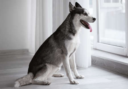 Adorable Husky dog near window at homeの写真素材