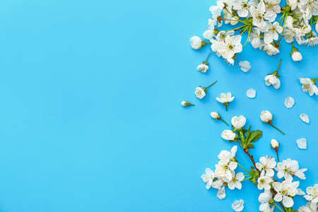 Beautiful flowers on color background
