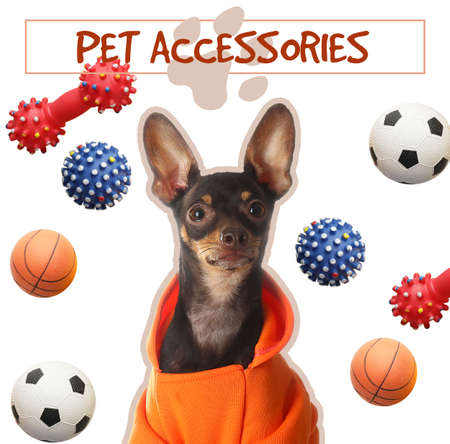 Text "Pet accessories" and cute toy terrier dog on white backgroundの写真素材