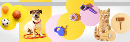 Collage of cute cat and dog with pet accessories on color background