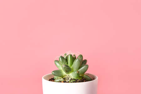 Pot with cactus on color backgroundの写真素材