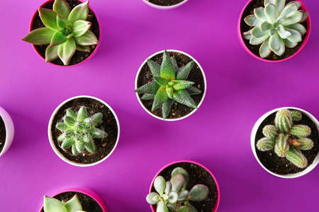 Succulents and cacti in pots on color background, top viewの写真素材