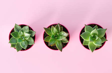 Pots with succulents on color background, top viewの写真素材
