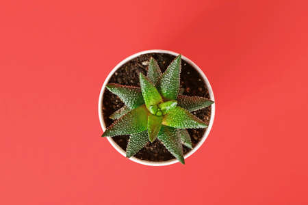 Pot with succulent on color background, top view