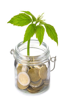Coins with growing plant in jar on white background. Money savings conceptの写真素材