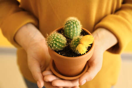 Woman holding pot with cactus, closeup