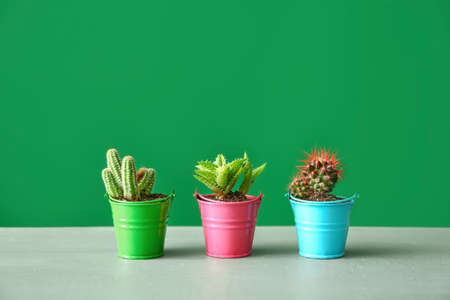 Pots with cacti and succulent on table against color backgroundの写真素材
