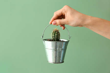 Female hand holding small bucket with cactus on color backgroundの写真素材