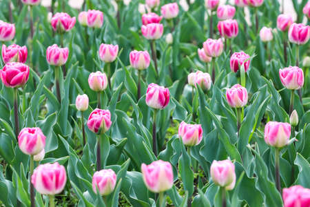 Beautiful tulip flowers outdoors on spring dayの写真素材