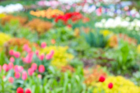 Beautiful flowers outdoors, blurred viewの写真素材